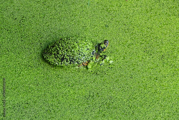 Fototapeta A Box Turtle, with duckweed, a fast-growing aquatic plant, covering the turtle and the water's surface.
