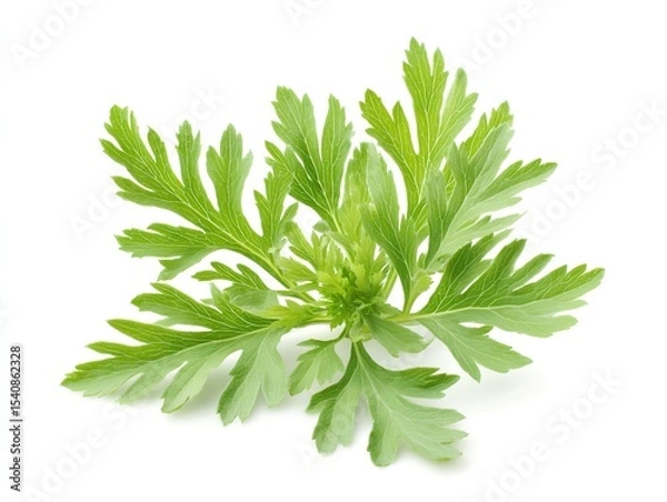 Obraz Wormwood herb green twig on white background