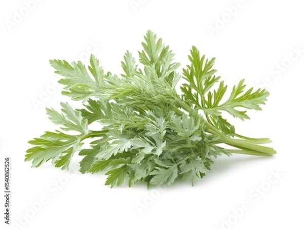 Obraz Wormwood herb green twig on white background