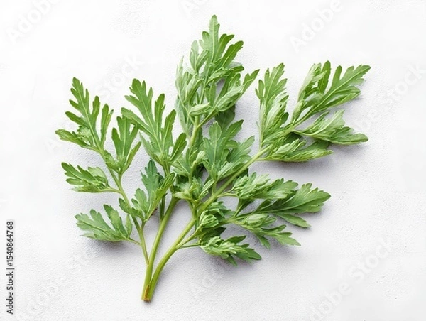 Obraz Wormwood herb green twig on white background