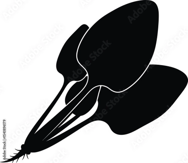 Obraz Elegant black and white illustration of a chard plant depicting the lush leaves and stem isolated on white background ideal for design and decoration