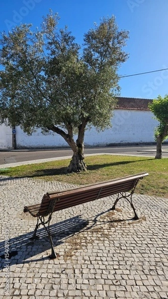 Fototapeta Empty Wooden Park Bench Under Olive Tree on Cobblestone Ground