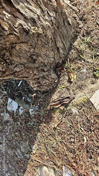 Fototapeta Tree trunk base with litter, cigarette butts and urban ground texture