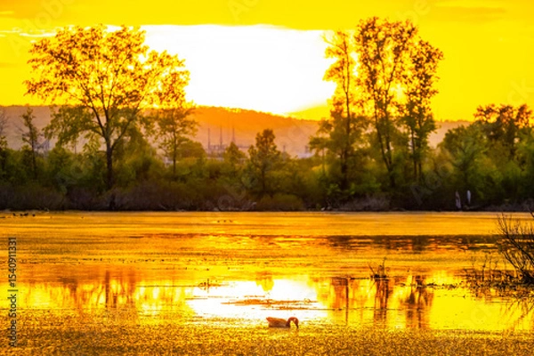 Obraz Solo Canadian Goose at Sunset on La Crosse Marsh Loop Trail