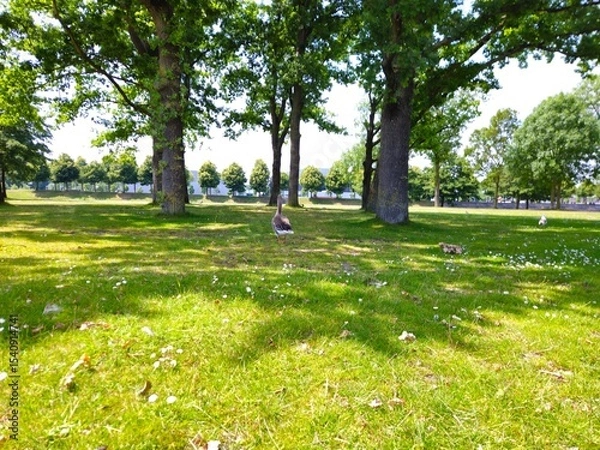 Obraz Flock of geese grazing on grass in field. pigeon. white goose. Geese walking on a grass field, enjoying sunlight. Geese on a green field. bridge.