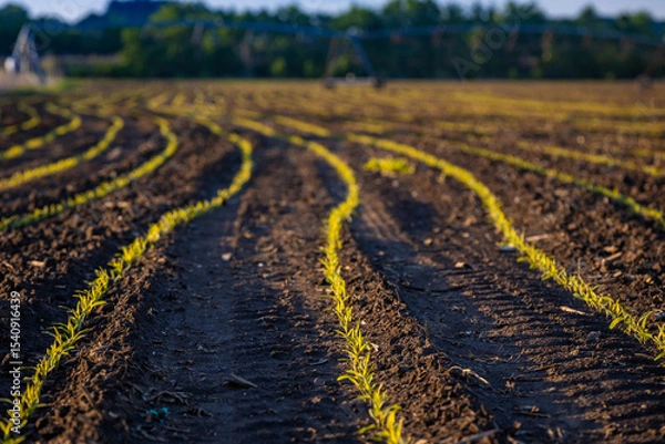 Obraz Small Green Crops Growing in Curved Lines on Farm Field