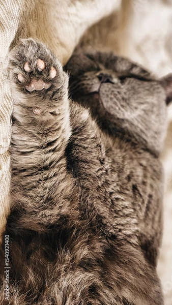 Obraz Portrait of lying gray cat with orange eyes close-up. British blue Shorthair cat. Selective focus. Vertical photo. 