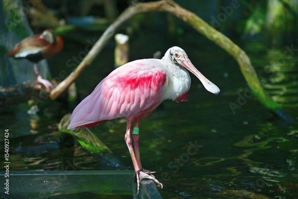 Obraz Rosetta Spoonbill is perched under a branch
