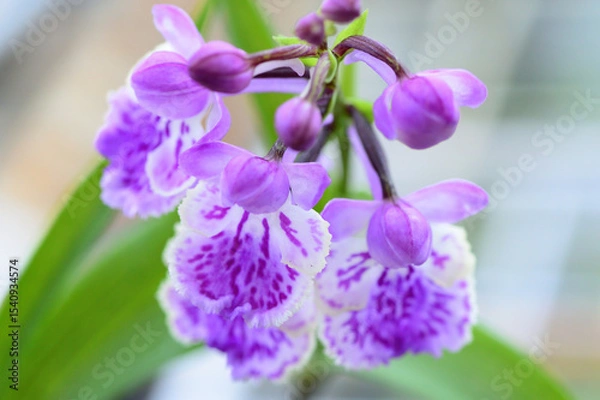 Obraz ウチョウラン