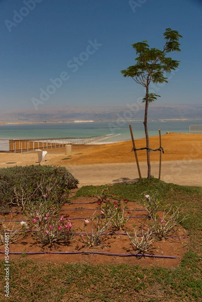 Fototapeta Application of drip irrigation in difficult climatic conditions subject to drought