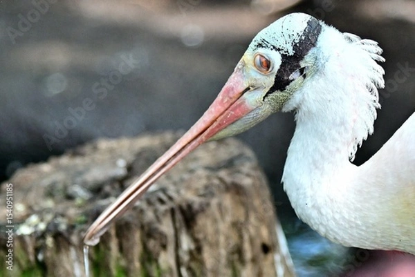 Obraz Rosetta Spoonbill closeup head shot