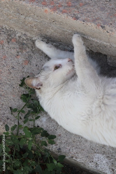 Fototapeta white cat on stone step