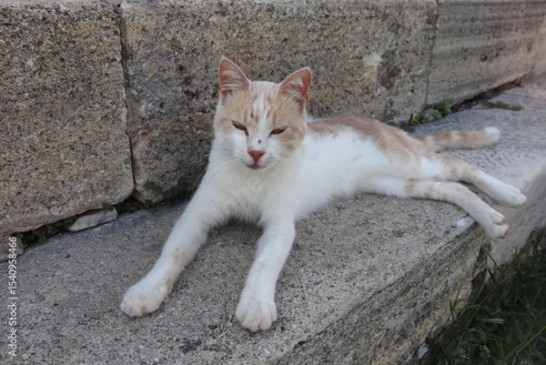 Fototapeta cat on stone