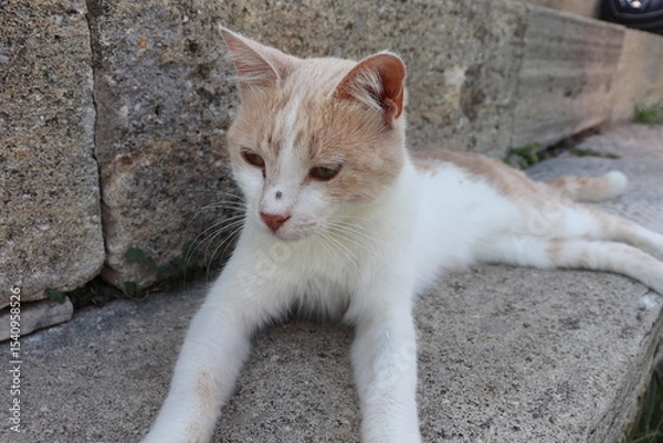 Fototapeta cat on stone