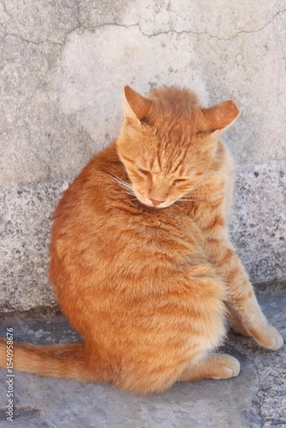 Fototapeta ginger cat grooming