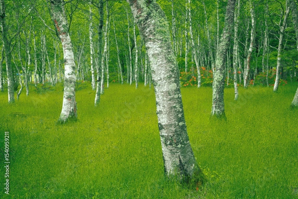 Obraz 美しい新緑の森、立科町の白樺林