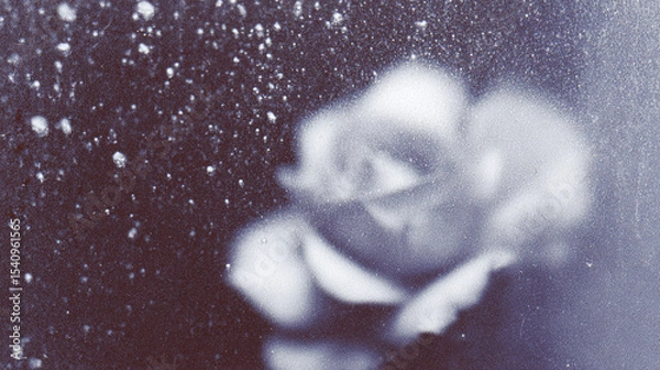 Fototapeta Soft focus rose captured against a textured background with subtle droplets creating an ethereal atmosphere in monochrome tones