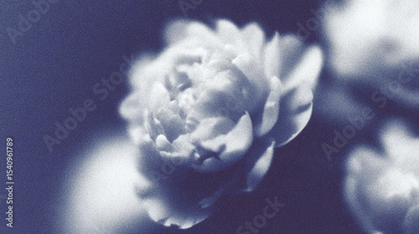 Fototapeta Delicate white flowers with a soft blur, creating an ethereal atmosphere in a serene setting
