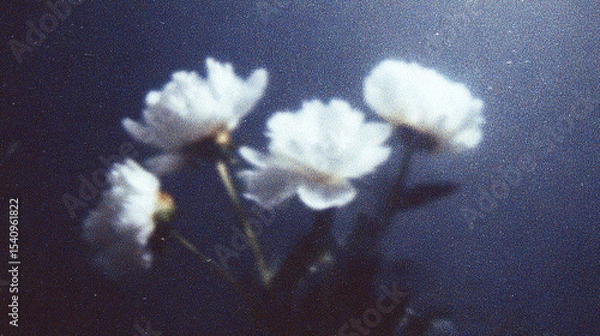 Fototapeta Blurred white flowers against a dark background create a soft, dreamy atmosphere in a serene natural setting during twilight