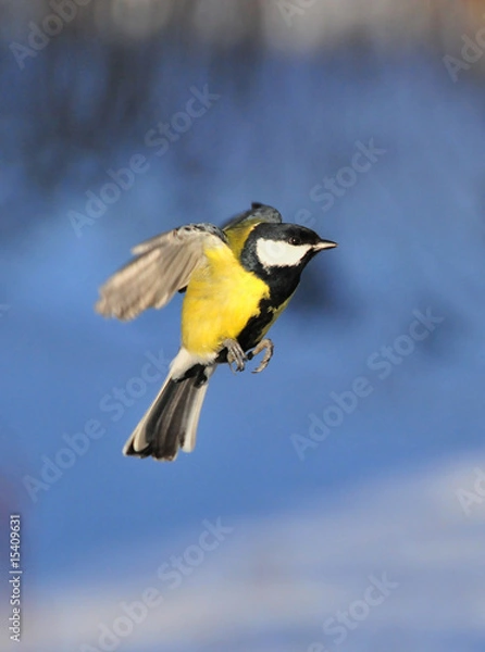 Obraz great tit