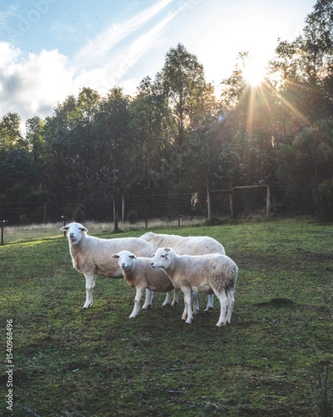 Obraz Backlit Sheep Walking Along Forest Path, Tasmania 2