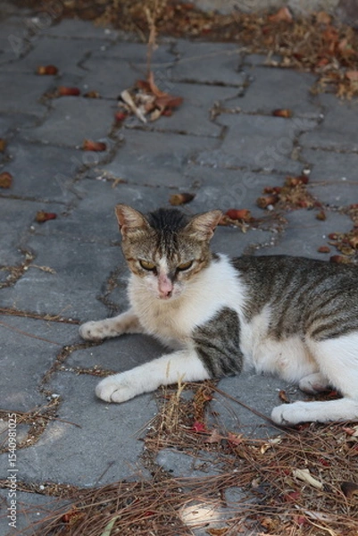 Fototapeta resting stray