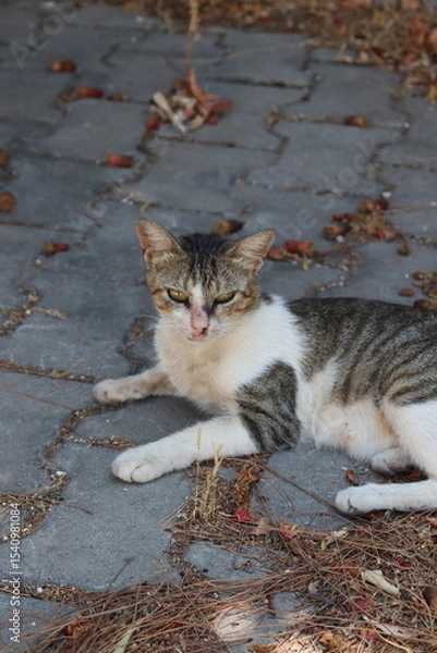Fototapeta resting stray