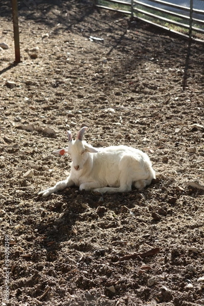 Fototapeta napping goat