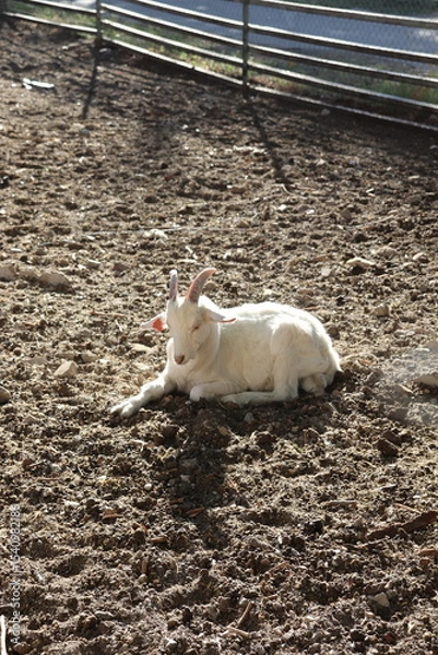 Fototapeta napping goat