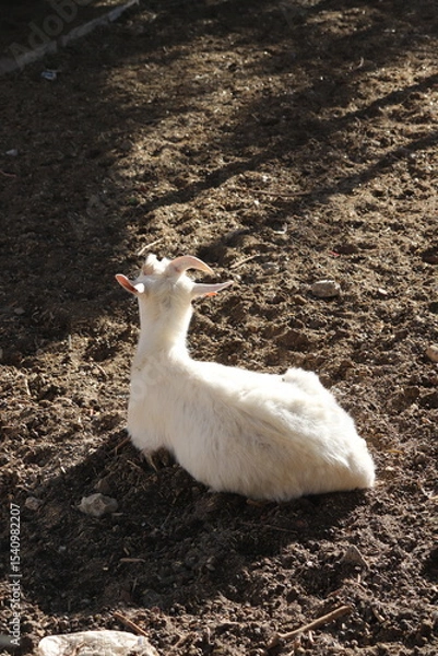 Fototapeta napping goat