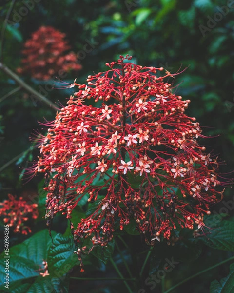 Obraz Vibrant Pagoda Flower (Clerodendrum paniculatum) Blooming in Bali Jungle