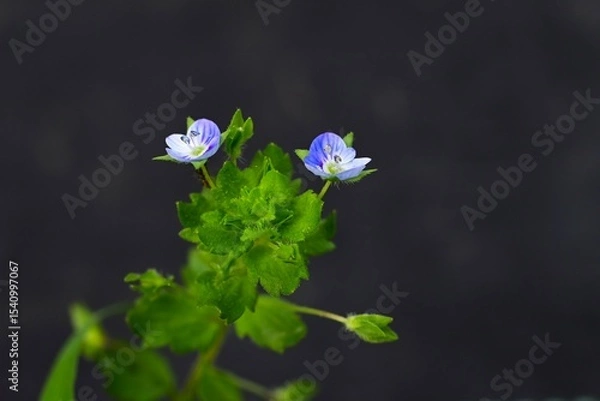 Obraz Corn speedwell (Veronica arvensis) flowers. Plantaginaceae plants. Small, blue-purple flowers measuring about 4 mm in diameter bloom from spring to summer.