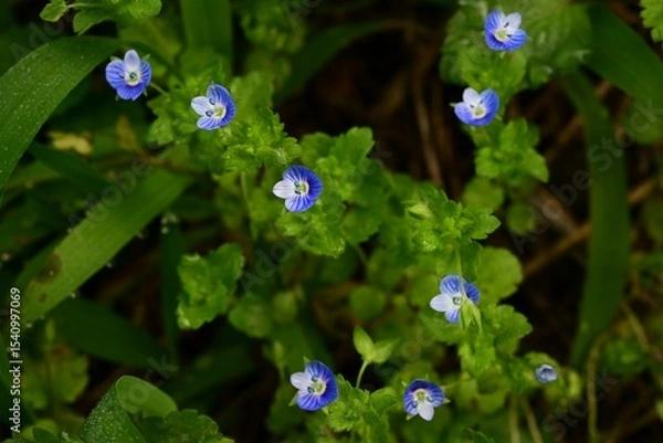 Obraz Corn speedwell (Veronica arvensis) flowers. Plantaginaceae plants. Small, blue-purple flowers measuring about 4 mm in diameter bloom from spring to summer.
