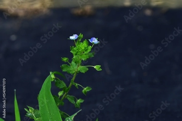 Obraz Corn speedwell (Veronica arvensis) flowers. Plantaginaceae plants. Small, blue-purple flowers measuring about 4 mm in diameter bloom from spring to summer.