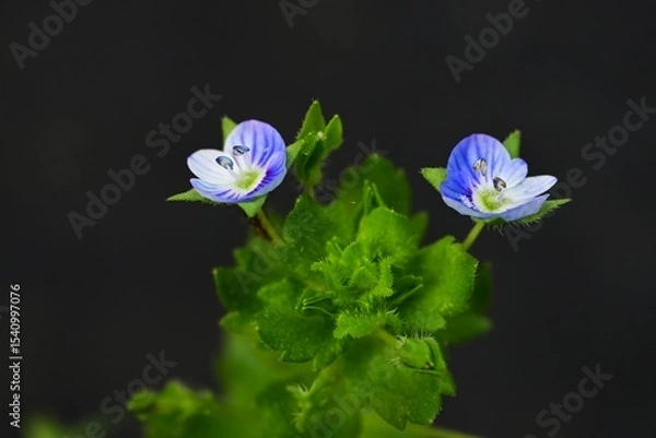 Obraz Corn speedwell (Veronica arvensis) flowers. Plantaginaceae plants. Small, blue-purple flowers measuring about 4 mm in diameter bloom from spring to summer.