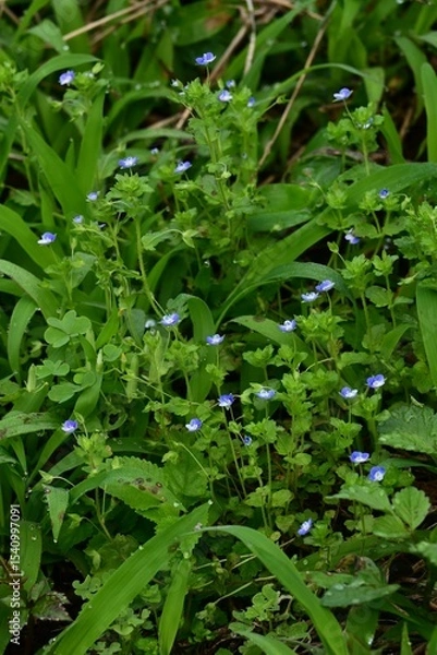 Obraz Corn speedwell (Veronica arvensis) flowers. Plantaginaceae plants. Small, blue-purple flowers measuring about 4 mm in diameter bloom from spring to summer.