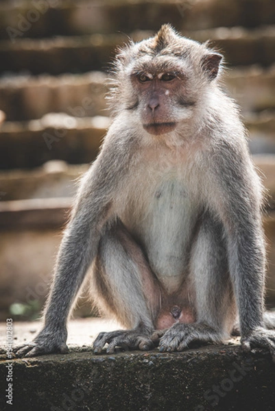 Obraz Long-tailed Macaque Sitting on Temple Steps in Bali, Indonesia - Series