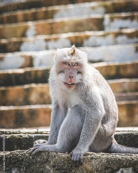 Obraz Long-tailed Macaque Sitting on Temple Steps in Bali, Indonesia - Series