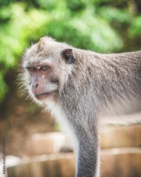 Obraz Long-tailed Macaque Sitting on Temple Steps in Bali, Indonesia - Series