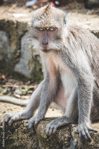 Obraz Long-tailed Macaque Sitting on Temple Steps in Bali, Indonesia - Series
