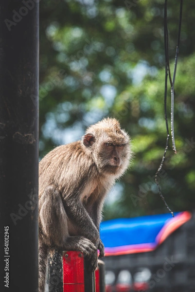 Obraz Long-tailed Macaque Sitting on Temple Steps in Bali, Indonesia - Series