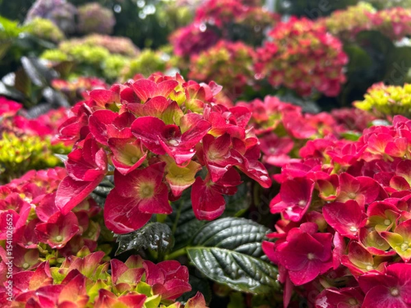 Fototapeta Hydrangea Royalty Collection Hot Violet