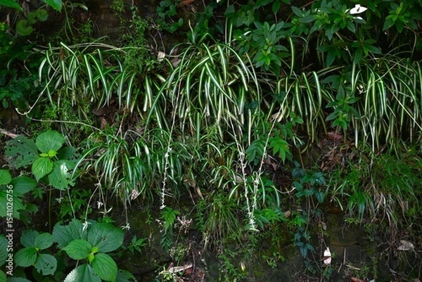 Obraz Spider plant ( Chlorophytum comosum ) flowers. Asparagaceae perennial plants. White flowers bloom on the stolon from spring to autumn.