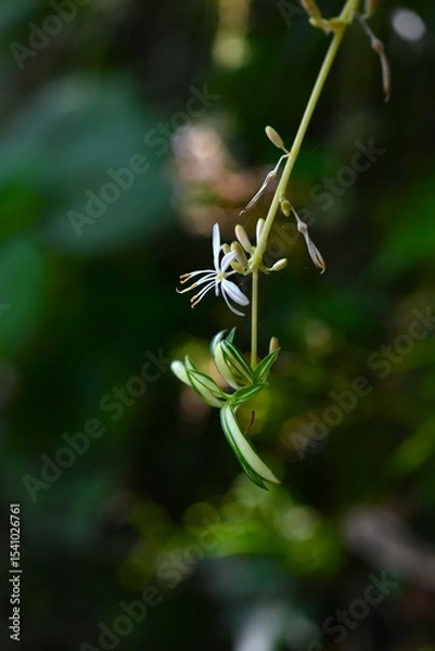 Obraz Spider plant ( Chlorophytum comosum ) flowers. Asparagaceae perennial plants. White flowers bloom on the stolon from spring to autumn.