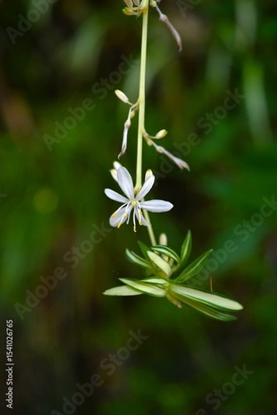 Obraz Spider plant ( Chlorophytum comosum ) flowers. Asparagaceae perennial plants. White flowers bloom on the stolon from spring to autumn.