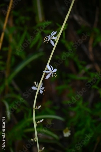 Obraz Spider plant ( Chlorophytum comosum ) flowers. Asparagaceae perennial plants. White flowers bloom on the stolon from spring to autumn.