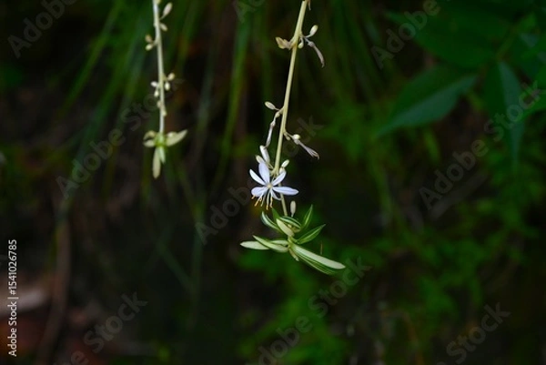 Obraz Spider plant ( Chlorophytum comosum ) flowers. Asparagaceae perennial plants. White flowers bloom on the stolon from spring to autumn.