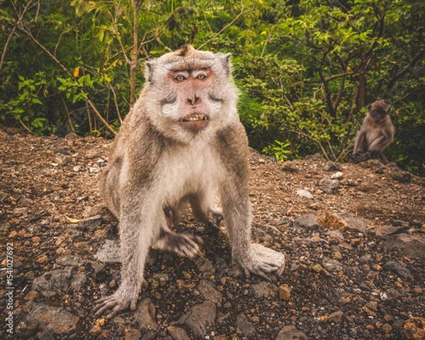 Obraz Long-tailed Macaque