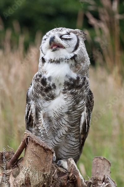 Obraz singing snow white owl