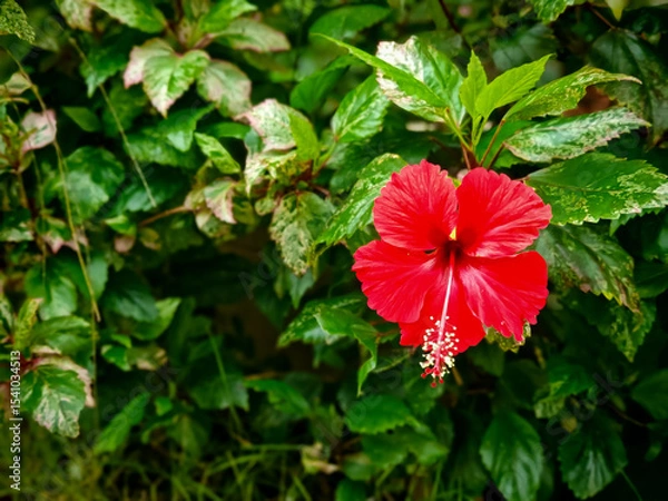 Obraz A vibrant red hibiscus flower in full bloom captured up close, with delicate petals and prominent stamens. Surrounded by lush green leaves, this tropical blossom radiates natural beauty